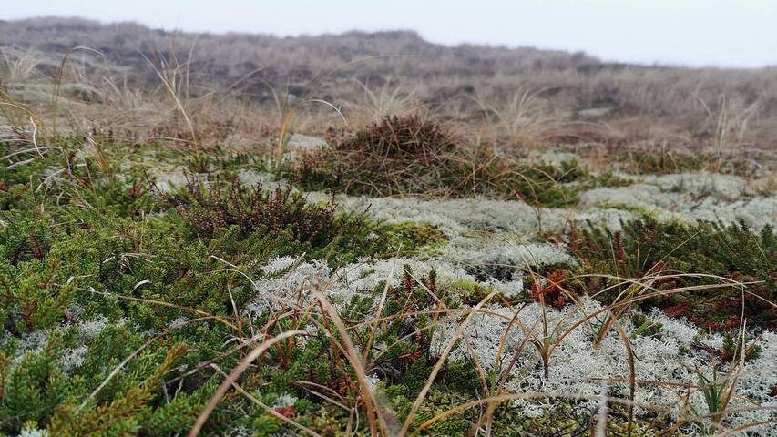 Ferienhaus für 7 Personen, mit Terrasse und Sauna, mit Haustier in Holmsland Klit - 4