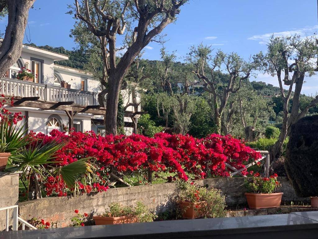 Villa Giovanna in Sorrento, Province de Naples
