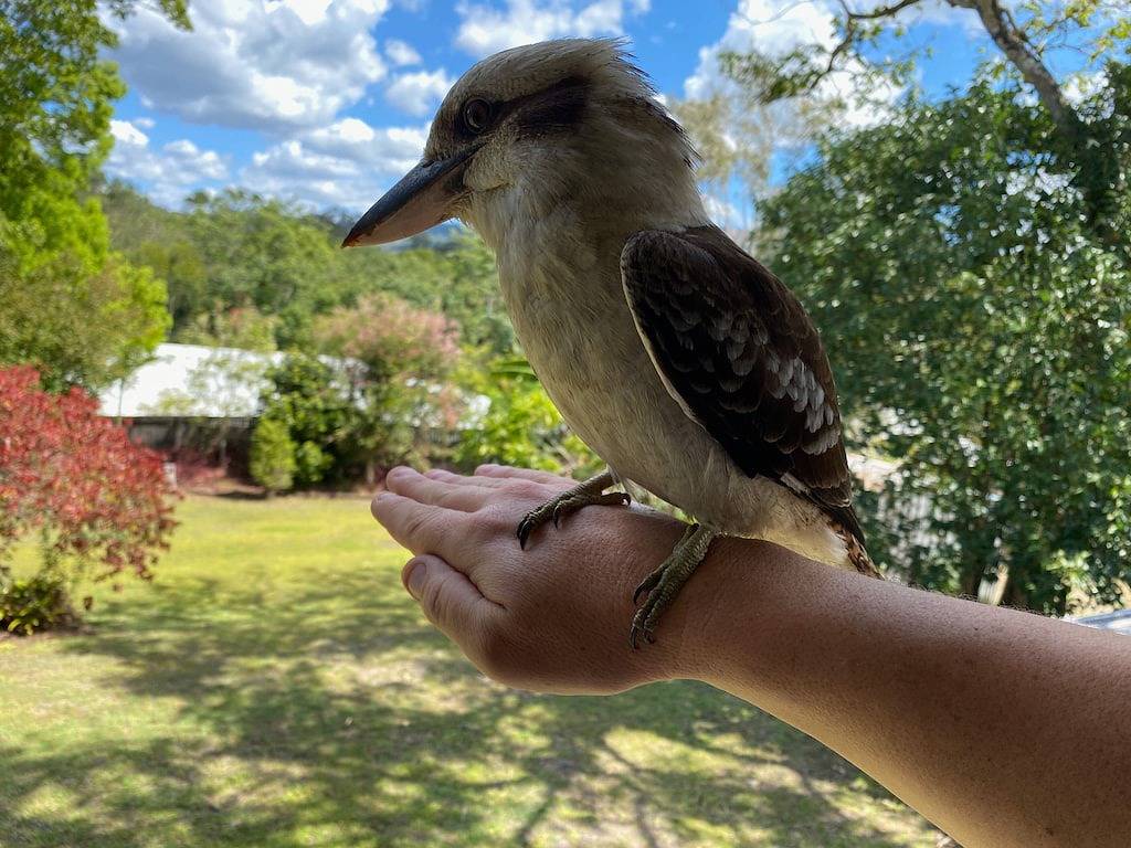 Einfamilienhaus - Haustiere willkommen. 15 km bis zum Australia Zoo, 20 km bis zu herrlichen Stränden. in Sunshine Coast