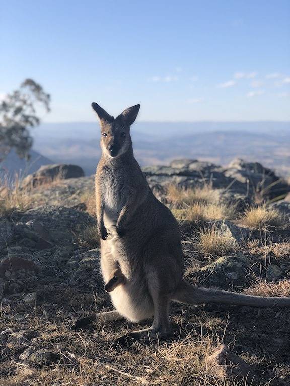 Bela Vista Spa Cabin - Magische Berggipfel Flucht in Hunter Valley