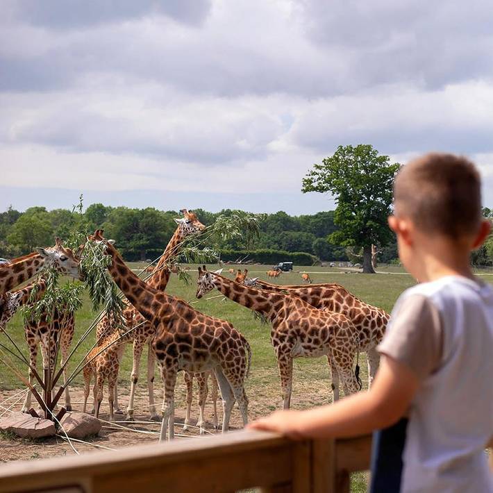 Ferienhaus für 4 Personen, mit Terrasse und Ausblick in Knuthenborg Safaripark