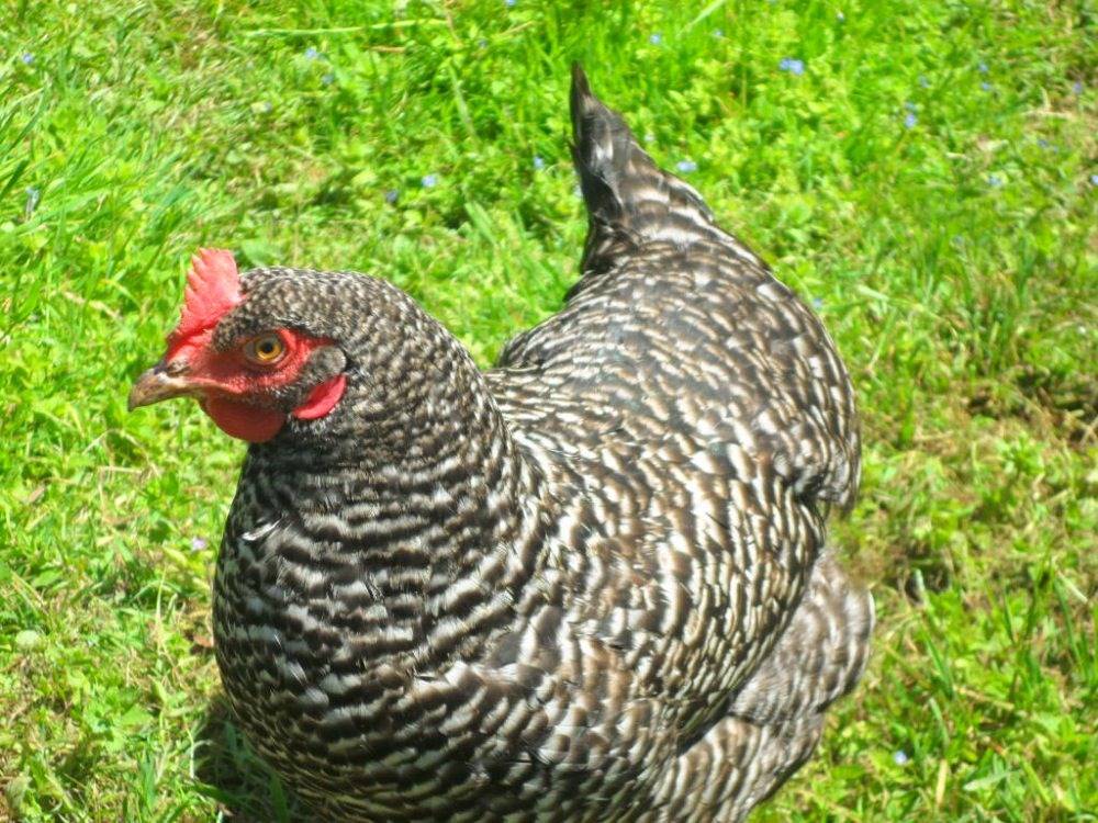 Landhof Zitzler - Bodensee in Opfenbach, Bayerisch Schwaben