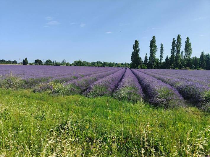 Location de vacances pour 7 personnes, avec piscine et jardin, animaux acceptés à Courthézon - 2
