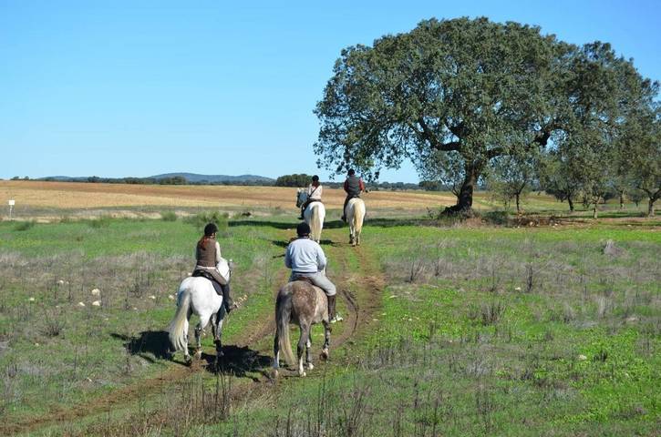 Gîte pour 2 personnes, avec jardin et terrasse, animaux acceptés à Alter do Chão - 2