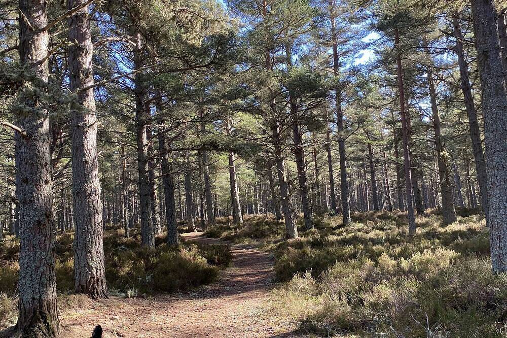 Cairn Toul ist ein komfortables, gut ausgestattetes Chalet, ideal für eine Pause im Hochland in Boat of Garten, Cairngorms National Park