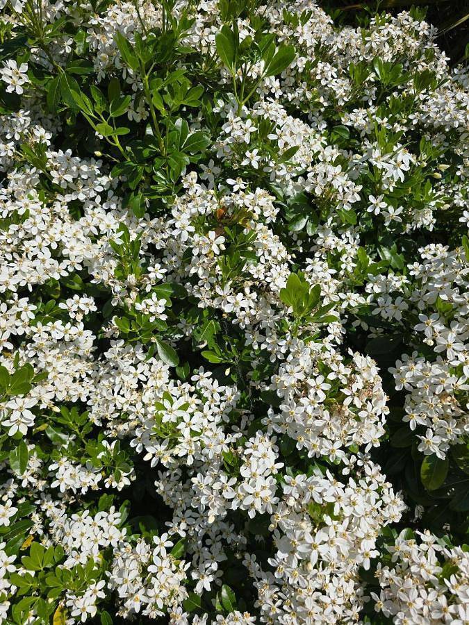 Location de vacances pour 15 personnes, avec jardin à Plouégat-Moysan - 4