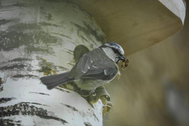 Location de vacances pour 4 personnes, avec terrasse et jardin à Sargé-lès-le-Mans - 4