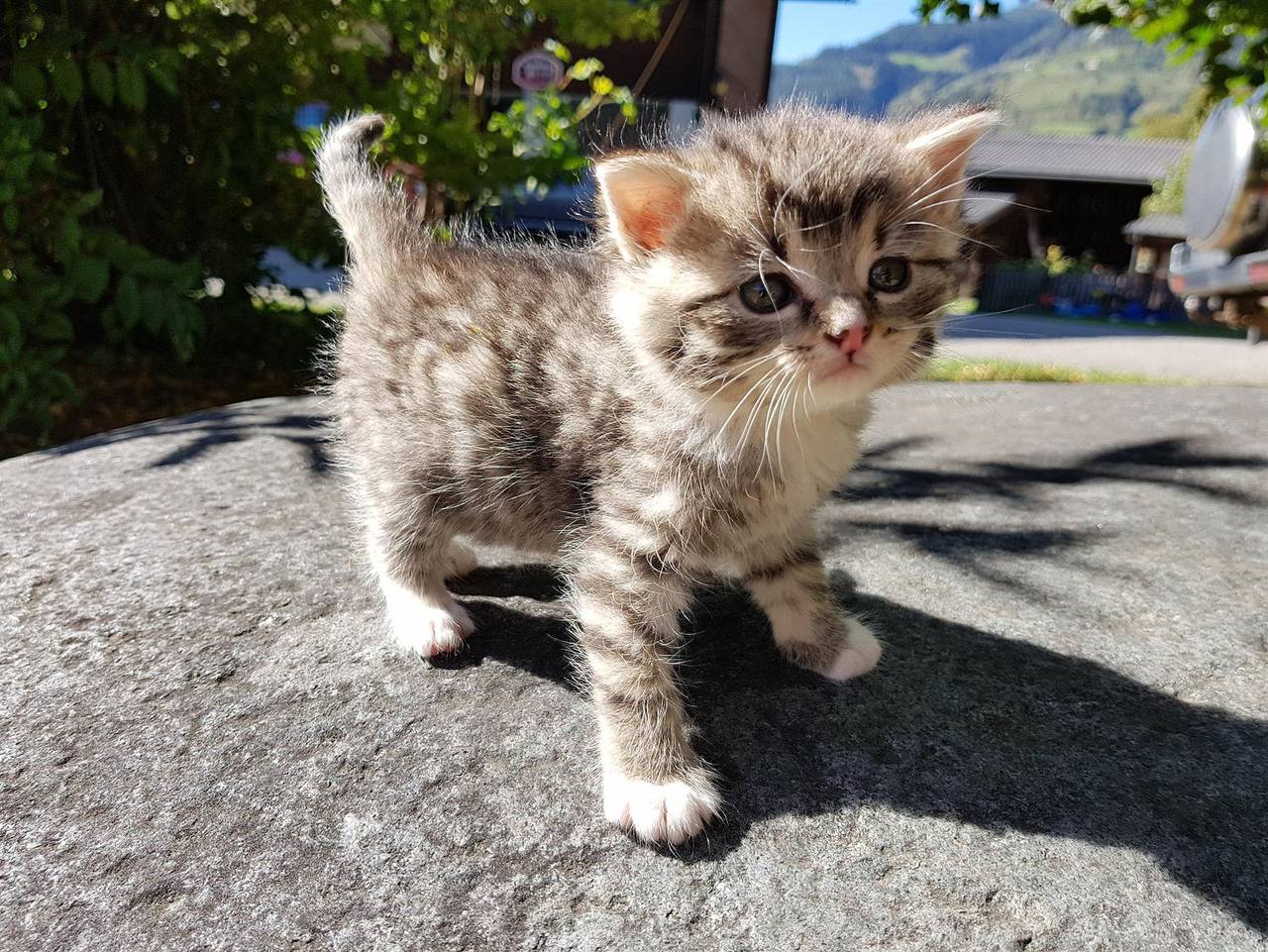 Ganze Ferienwohnung, Bio-Bauernhof Auernig - Ferienwohnung Birnbaum in Obervellach, Lieser-Maltatal