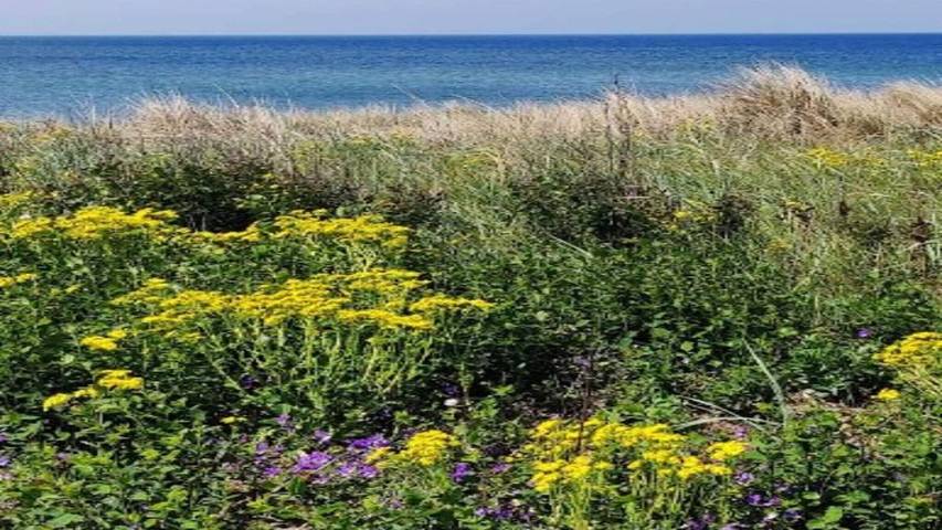 Ferienhaus für 11 Personen, mit Garten, mit Haustier auf Ærø - 2
