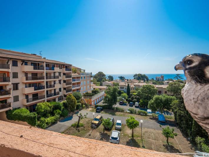 Ganze Wohnung, Le Victoria in Saint-Aygulf, Frejus