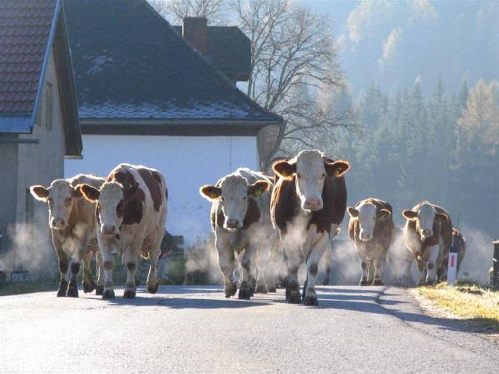 Ganze Ferienwohnung, Ferienwohnung Grasslupp in Zeutschach, Westliche Obersteiermark