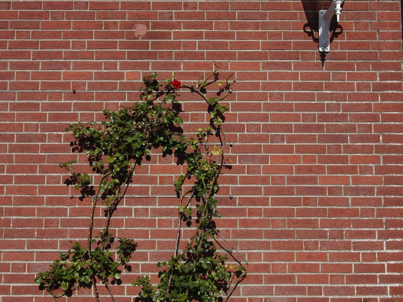 Ganze Ferienwohnung, Bue - Appartementhaus Holländerei - Superior Balk. in Büsum, Dithmarschen