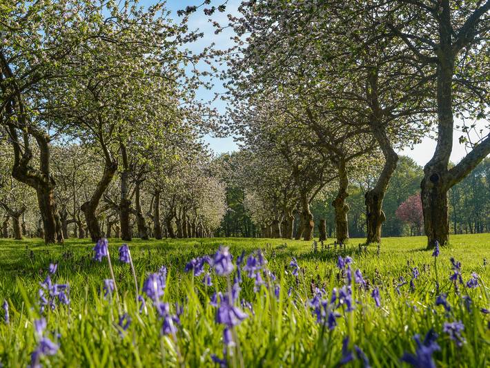 Deer Cottage 1 Uk39330 in Biddenden, Ashford region