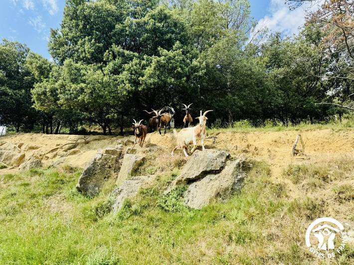 Chalet pour 6 personnes, avec jardin et piscine dans l' Aude - 4