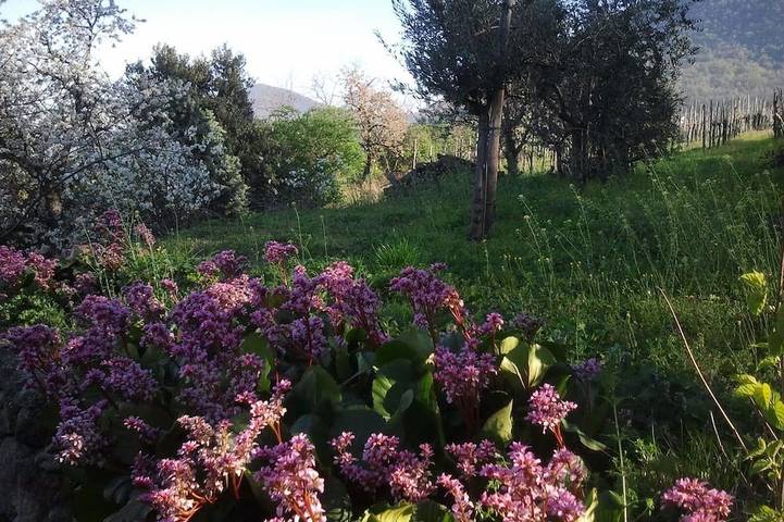Gîte pour 4 personnes, avec jardin à Cinto Euganeo - 3