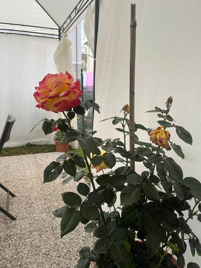 Gîte pour 4 personnes, avec jardin et terrasse à Pontremoli - 2