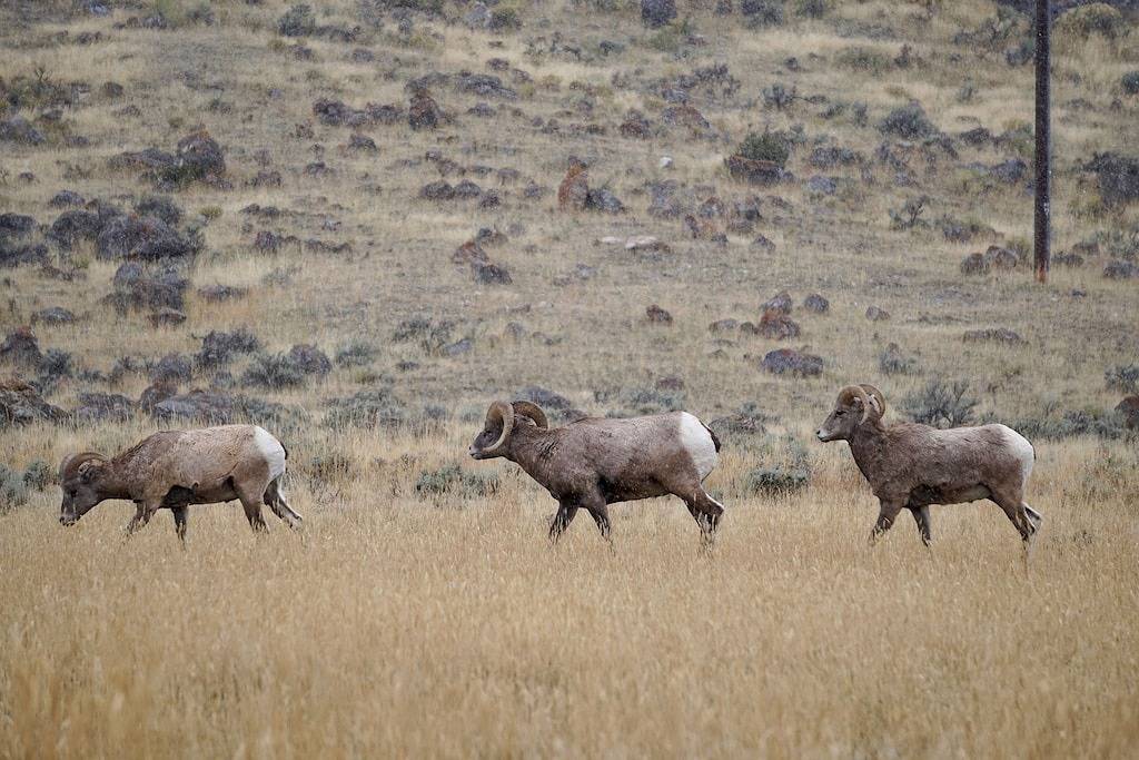 Blockhütte für 8 Personen in Yellowstone, Custer Gallatin Nationalwald