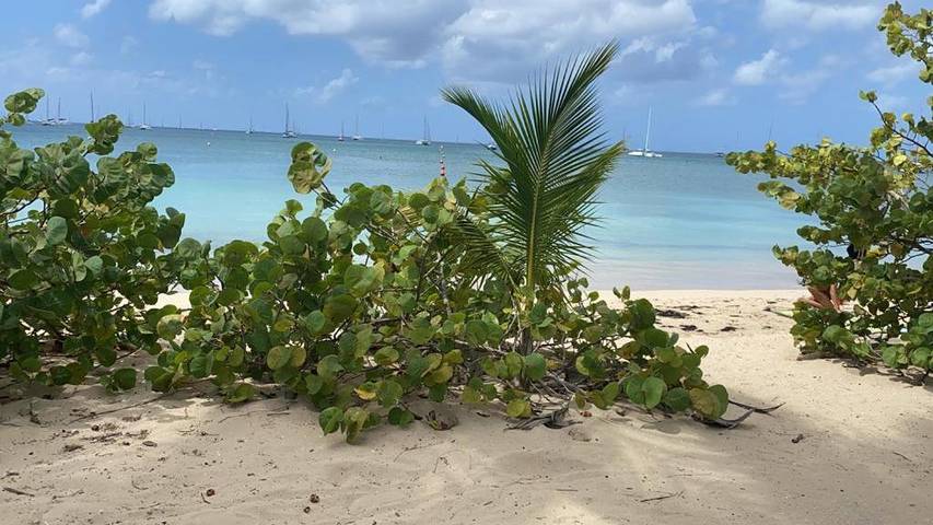 Gîte pour 3 personnes, avec vue et jardin dans Anse Caritan - 2