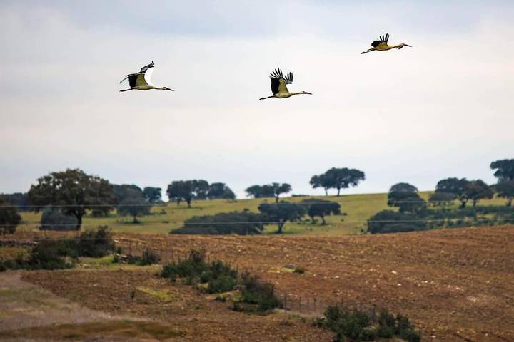 Location de vacances pour 4 personnes, avec terrasse, animaux acceptés à Castro Verde - 2