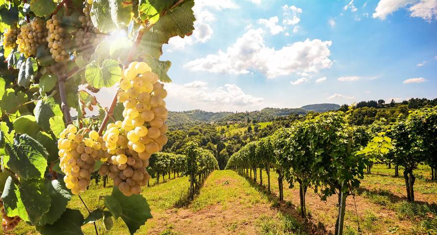 Bungalow für 4 Personen, mit Terrasse und Pool in Gironde - 3