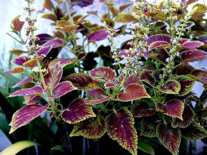 Location de vacances pour 4 personnes, avec vue et jardin à Povoação - 4