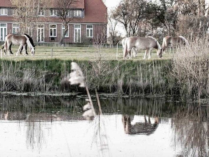 Ferienwohnung für 4 Personen, mit Terrasse und Garten, kinderfreundlich in Vollerwiek - 4
