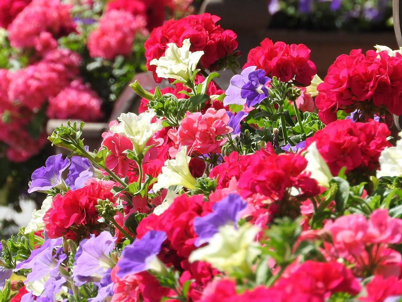 Ganzes Studio, Appartements Alpenhof - Studio, Dusche, Wc, straßenseitig in Niederau, Wildschönau