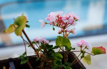 Vacation Rental for 4 Guests in Sunny Beach, Burgas Region, Picture 3