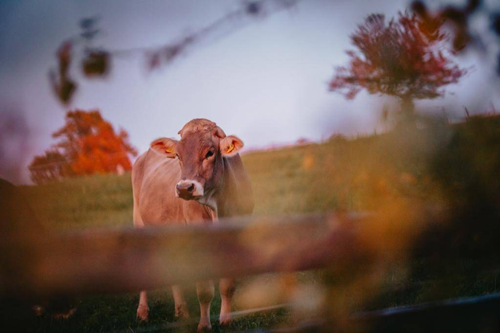 Ganze Ferienwohnung, Waldjuwel - Ferienhaus in Allhartsberg, Mostviertel Region