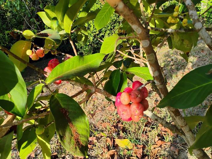 Location de vacances pour 4 personnes, avec jardin et vue, adapté aux familles à Olinda - 3