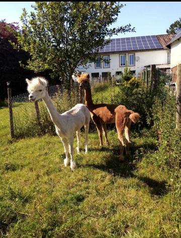 Bauernhof für 4 Personen, mit Sauna und Garten in Rheinland-Pfalz