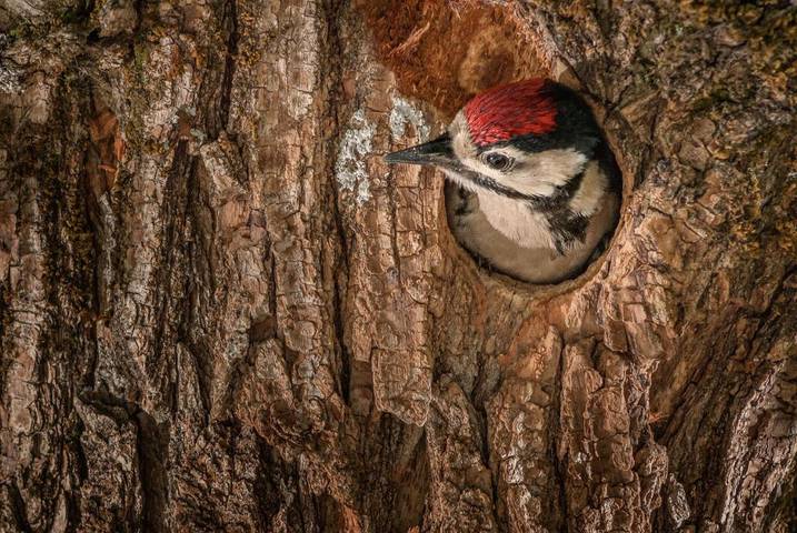 Chalet para 15 personas, con piscina y vistas además de piscina para niños y jardín, Se admiten mascotas en Cuenca del Guadarrama - 2