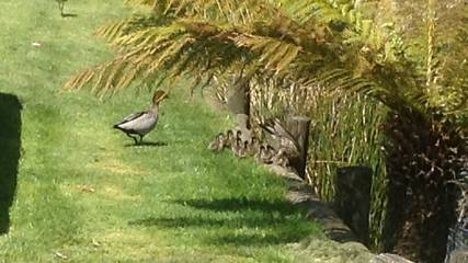 Holiday Home for 6 People in Tasmania, Australia, Photo 2
