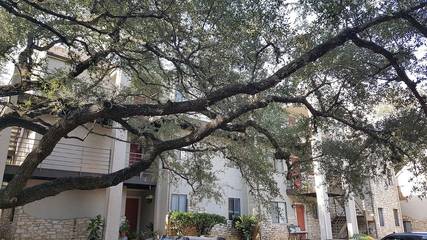 Vacation Apartment for 4 Guests in Austin (TX), Travis County, Picture 4