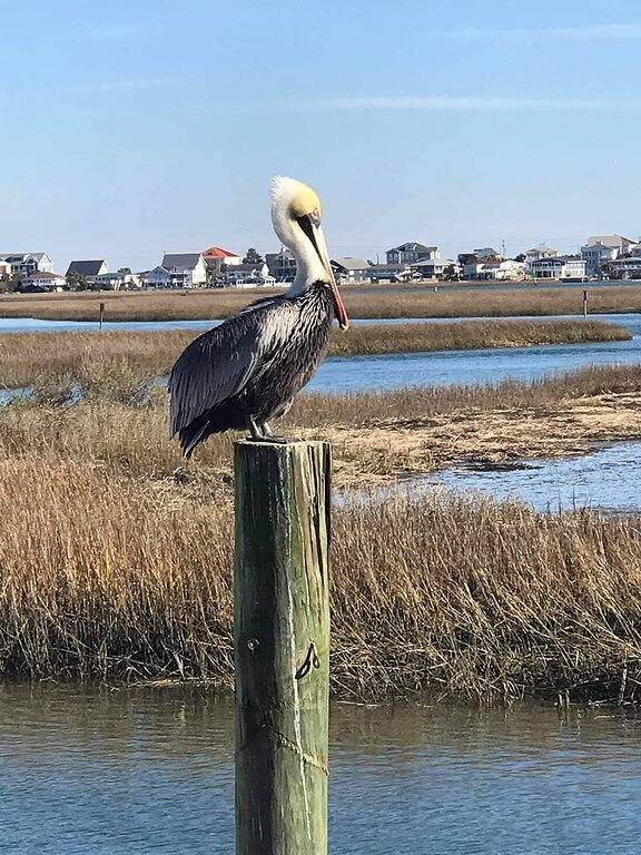 Vacation rental for 6 people, with hot tub and pool as well as balcony in Garden City (SC)