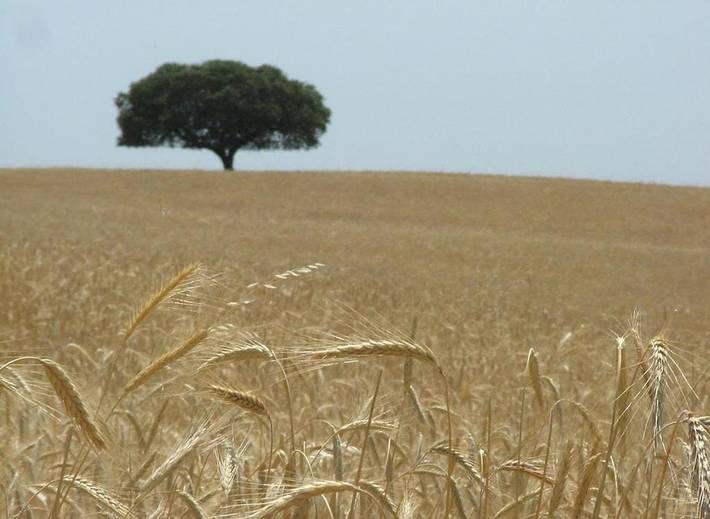 Gîte pour 2 personnes, avec terrasse à Moura - 2