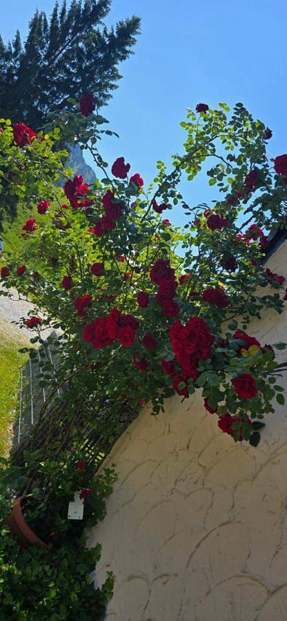Ferienwohnung für 4 Personen, mit Sauna und Ausblick sowie Garten in Jungholz - 4
