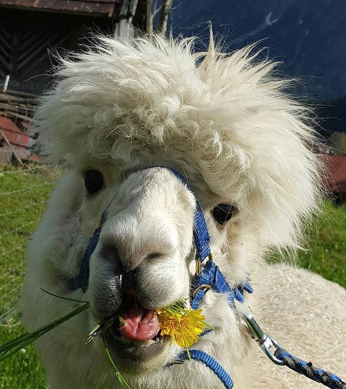 Bauernhaus für 3 Personen, mit Balkon und Garten im Oberallgäu - 2