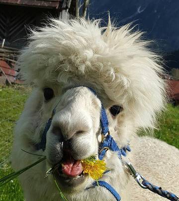 Bauernhof für 3 Personen in Bad Hindelang, Allgäuer Alpen, Bild 1