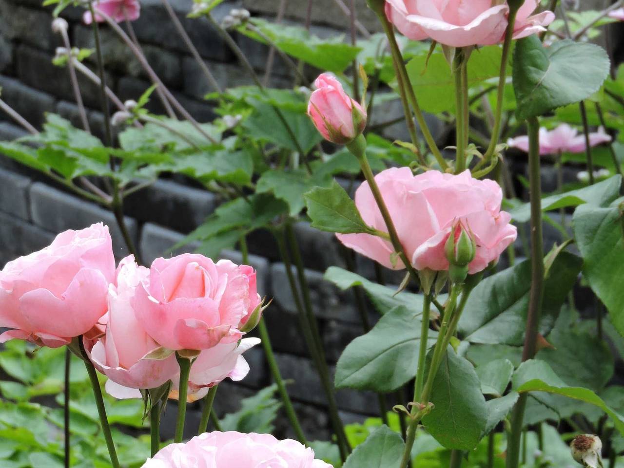 Ganze Ferienwohnung, Ferienwohnung Rhede - Erich Studioapartment mit Gartenblick in Rhede, Niederrhein