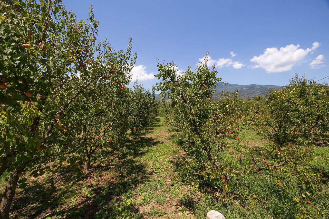 Seabreeze Platanidia Pelion in Magnisia