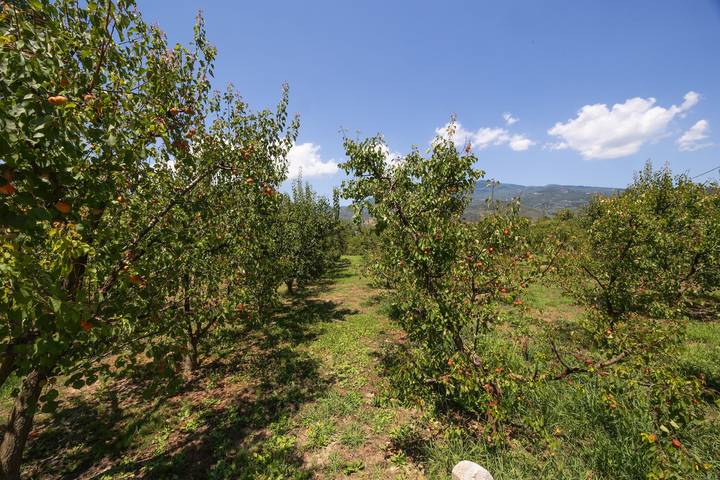 Seabreeze Platanidia Pelion in Magnisia