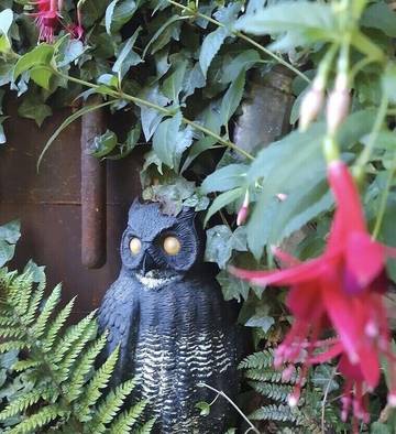 Apartment for 3 Guests in Seattle, Puget Sound, Picture 3