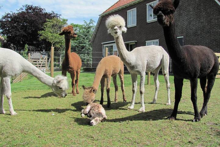 Ferienwohnung für 3 Personen, mit Garten