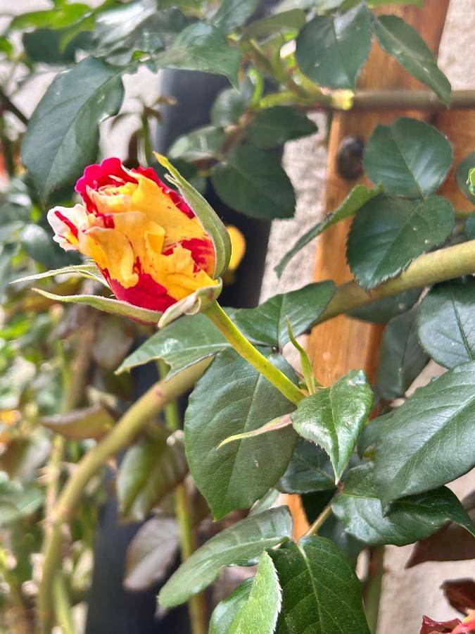 Gîte pour 8 personnes, avec vue et jardin à Saint-Loup-Géanges - 3
