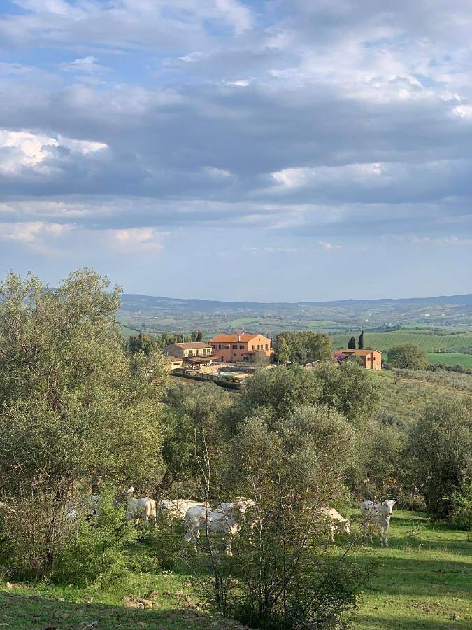 Fattoria Tolomei in Campagnatico, Grosseto Provinz