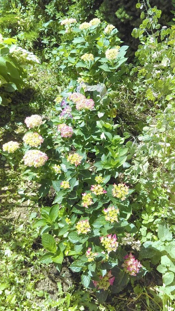 Location de vacances pour 2 personnes, avec jardin à Villeneuve-sur-Yonne - 4