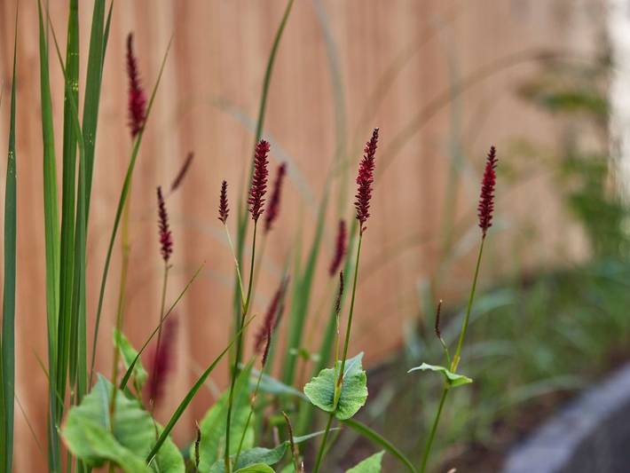 Ferienhaus für 10 Personen, mit Garten und Terrasse, mit Haustier in Bernkastel-Kues - 4