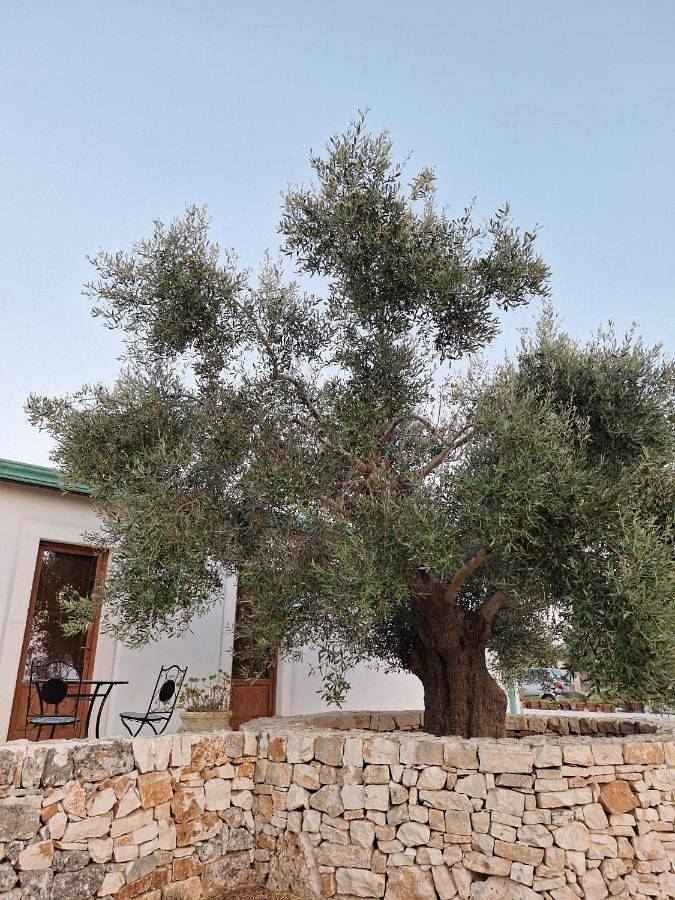 Chambre d’hôte pour 4 personnes, avec piscine ainsi que vue et jardin à Noci - 3