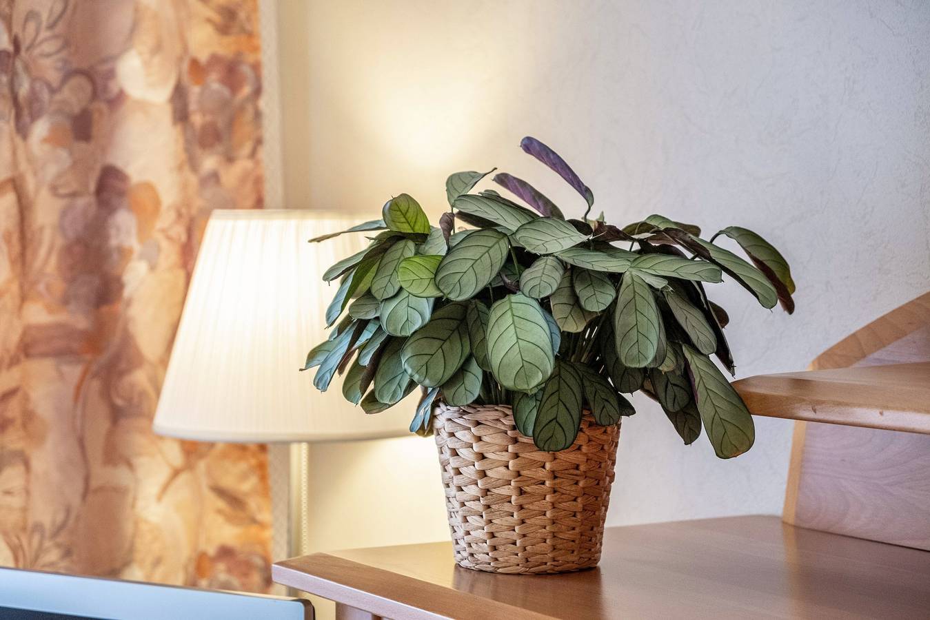 Ganze Wohnung, Ferienwohnung '1' mit privater Terrasse, Gemeinschaftsgarten und Wi-Fi in Schonach, Südschwarzwald